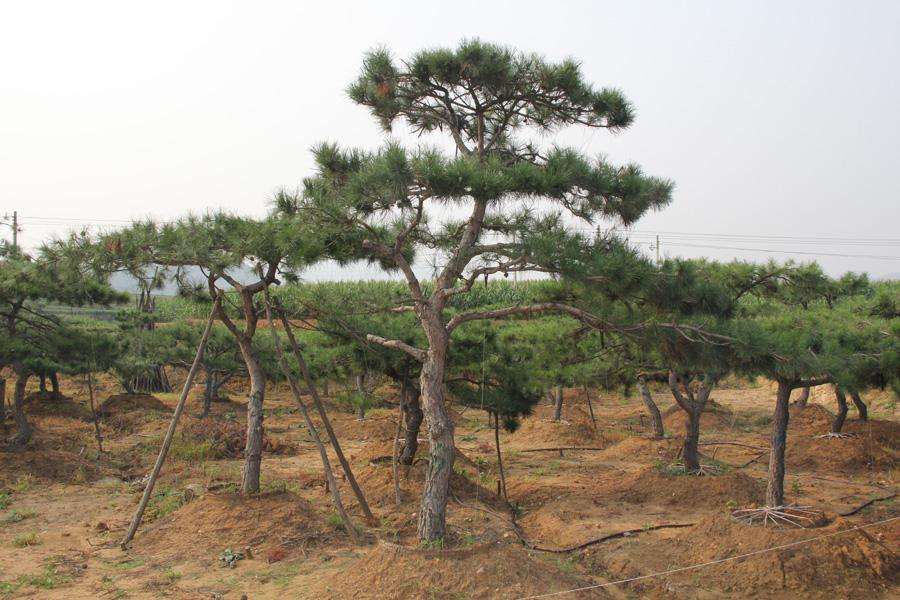 造型油松地下追肥